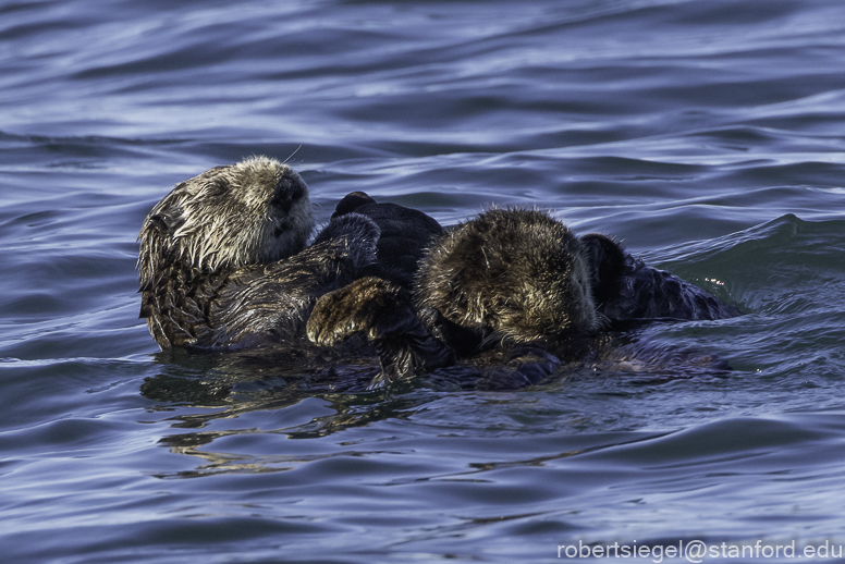 Monterey Bay whale watching